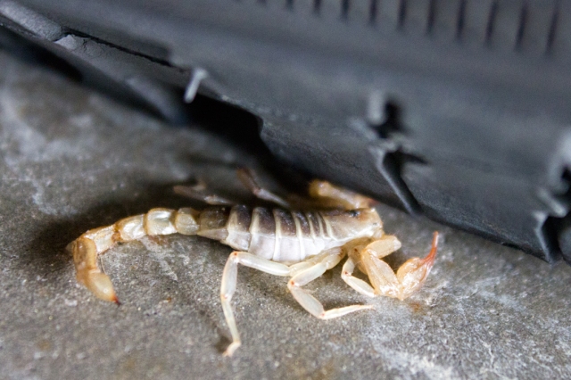Scorpion Under Wheel